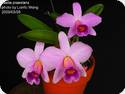 Laelia praestans x superbiens